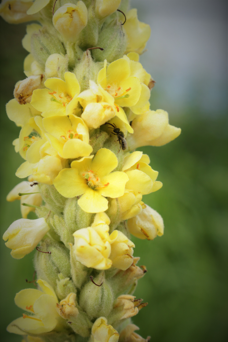 Close up of second year flowering mullein. They are biennial.